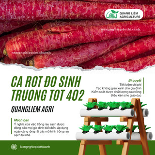 Hạt giống Cà Rốt Đỏ Red Carot 402 (5gram~1200 hạt) dễ chăm sóc, trồng quanh năm, củ to, dài