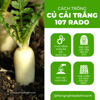 Hạt Giống Củ Cải Trắng RADO 107 (Gói 50g~4000 Hạt) Rạng Đông, Củ To Mập, Sinh Trưởng Mạnh