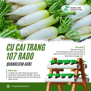 Hạt Giống Củ Cải Trắng RADO 107 (Gói 50g~4000 Hạt) Rạng Đông, Củ To Mập, Sinh Trưởng Mạnh