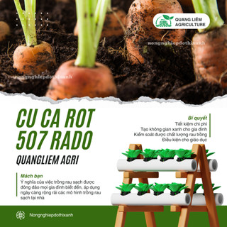 Hạt Giống Cà Rốt RADO 507 (Gói 5gram~2800 Hạt) Rạng Đông, Củ To, Dài, Sinh Trưởng Khỏe