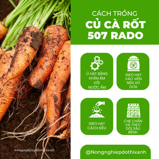 Hạt Giống Cà Rốt RADO 507 (Gói 5gram~2800 Hạt) Rạng Đông, Củ To, Dài, Sinh Trưởng Khỏe