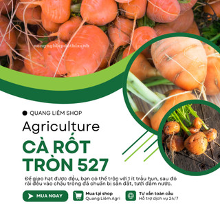 Hạt Giống Cà Rốt Tròn RADO 527 (Gói 1gram~1000 Hạt) Rạng Đông, Dễ Chăm Sóc, Trồng Quanh Năm