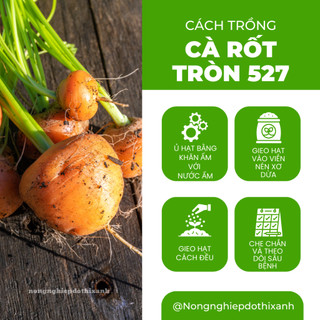 Hạt Giống Cà Rốt Tròn RADO 527 (Gói 1gram~1000 Hạt) Rạng Đông, Dễ Chăm Sóc, Trồng Quanh Năm