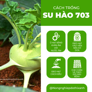 Hạt Giống Su Hào Rado 703 (Gói 5g ~700 Hạt) Rạng Đông, Chịu Nhiệt Tốt, Củ To Tròn, Ngọt