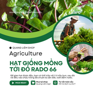 Hạt giống Mồng Tơi Đỏ Rado 66 (1gram~40 hạt) dễ trồng, ít sâu bệnh, chịu nhiệt tốt, trồng quanh năm