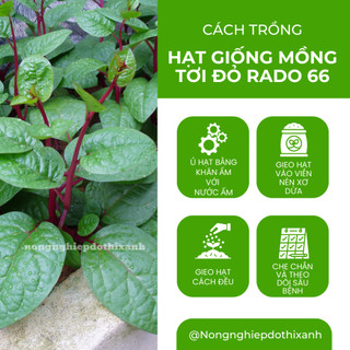 Hạt giống Mồng Tơi Đỏ Rado 66 (1gram~40 hạt) dễ trồng, ít sâu bệnh, chịu nhiệt tốt, trồng quanh năm