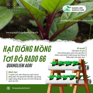Hạt giống Mồng Tơi Đỏ Rado 66 (1gram~40 hạt) dễ trồng, ít sâu bệnh, chịu nhiệt tốt, trồng quanh năm