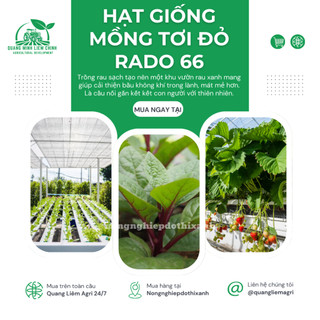 Hạt giống Mồng Tơi Đỏ Rado 66 (1gram~40 hạt) dễ trồng, ít sâu bệnh, chịu nhiệt tốt, trồng quanh năm