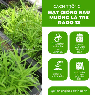 Hạt giống Rau Muống Lá Tre Rado 12 (50gram~1200 hạt) dễ trồng, năng suất cao, trồng quanh năm