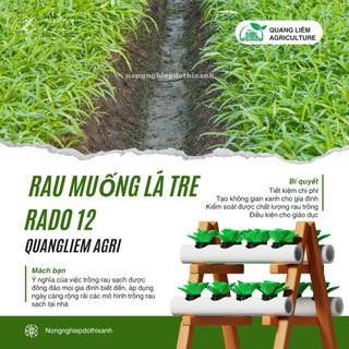 Hạt giống Rau Muống Lá Tre Rado 12 (50gram~1200 hạt) dễ trồng, năng suất cao, trồng quanh năm