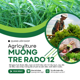 Hạt giống Rau Muống Lá Tre Rado 12 (50gram~1200 hạt) dễ trồng, năng suất cao, trồng quanh năm