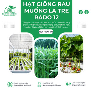 Hạt giống Rau Muống Lá Tre Rado 12 (50gram~1200 hạt) dễ trồng, năng suất cao, trồng quanh năm