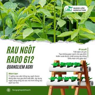 Hạt giống Rau Ngót Rado 621 (1gram~40 hạt) Rau Bồ Ngót trồng quanh năm, sinh trưởng khỏe