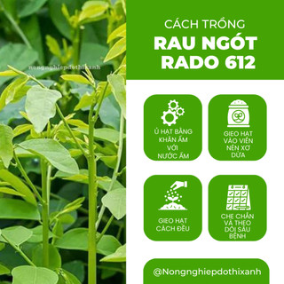 Hạt giống Rau Ngót Rado 621 (1gram~40 hạt) Rau Bồ Ngót trồng quanh năm, sinh trưởng khỏe