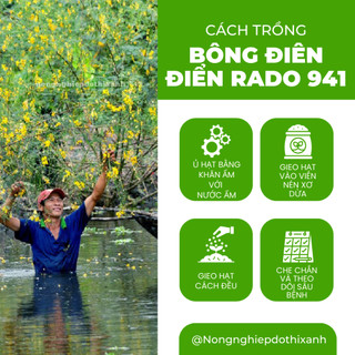 Hạt giống Bông Điên Điển Rado 941 (1gram~50 hạt) tuổi thọ 5-10 năm, sinh trưởng khỏe, dễ chăm sóc