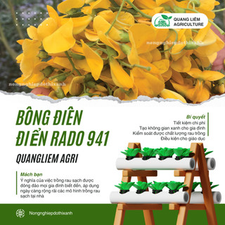 Hạt giống Bông Điên Điển Rado 941 (1gram~50 hạt) tuổi thọ 5-10 năm, sinh trưởng khỏe, dễ chăm sóc