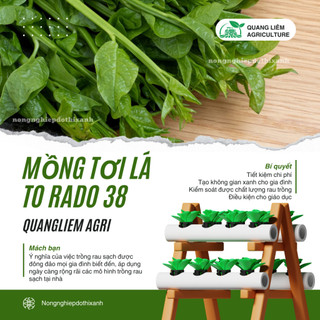 Hạt giống Mồng Tơi Lá To Rado 38 (20gram~400 hạt) cao sản, dễ trồng, dễ chăm, sinh trưởng khỏe