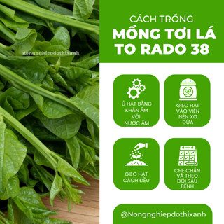 Hạt giống Mồng Tơi Lá To Rado 38 (20gram~400 hạt) cao sản, dễ trồng, dễ chăm, sinh trưởng khỏe