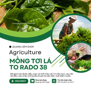 Hạt giống Mồng Tơi Lá To Rado 38 (20gram~400 hạt) cao sản, dễ trồng, dễ chăm, sinh trưởng khỏe