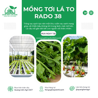 Hạt giống Mồng Tơi Lá To Rado 38 (20gram~400 hạt) cao sản, dễ trồng, dễ chăm, sinh trưởng khỏe