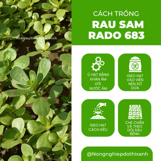 Hạt giống Rau Sam Rado 683 (1gram~1200 hạt) nảy mầm tốt, trồng quanh năm, sinh trưởng khỏe