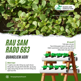 Hạt giống Rau Sam Rado 683 (1gram~1200 hạt) nảy mầm tốt, trồng quanh năm, sinh trưởng khỏe