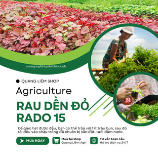 Hạt giống Rau Dền Đỏ Rado 15 (20gram~7000 hạt) sinh trưởng khỏe, nhanh thu hoạch, trồng quanh năm