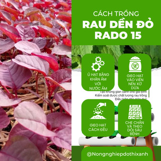 Hạt giống Rau Dền Đỏ Rado 15 (20gram~7000 hạt) sinh trưởng khỏe, nhanh thu hoạch, trồng quanh năm