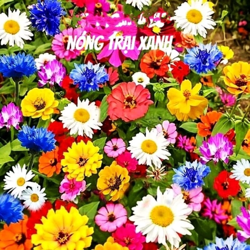 300 hạt giống hoa dại kết hợp 🌈trên 20 loại đẹp, rất dễ trồng
