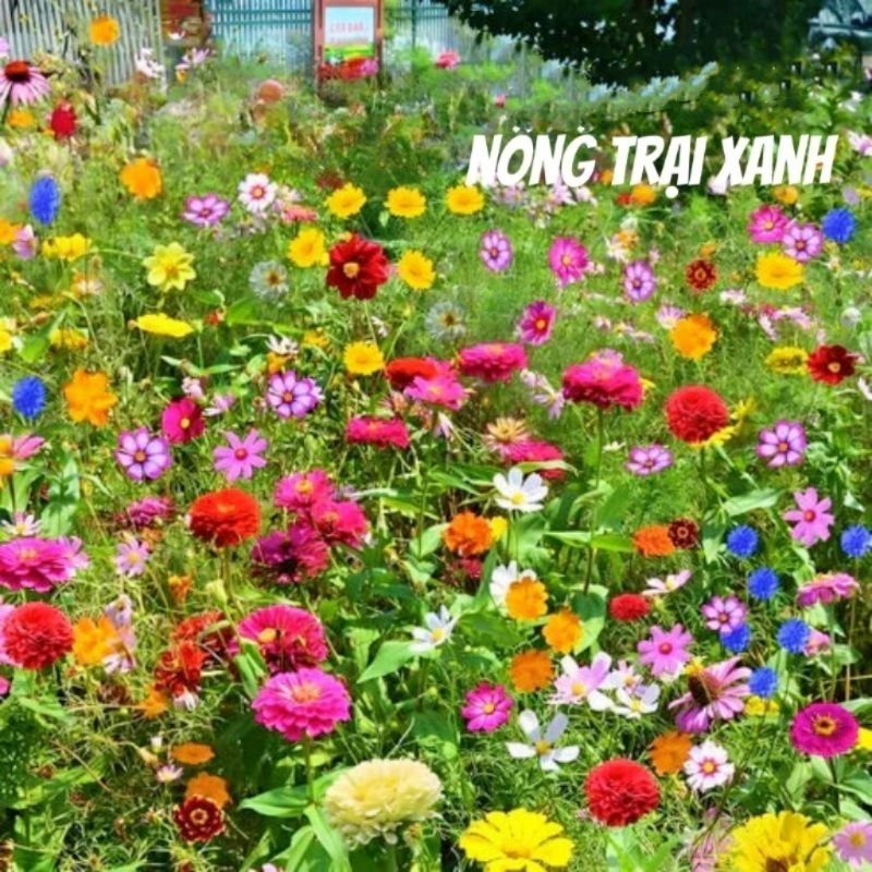 300 hạt giống hoa dại kết hợp 🌈trên 20 loại đẹp, rất dễ trồng