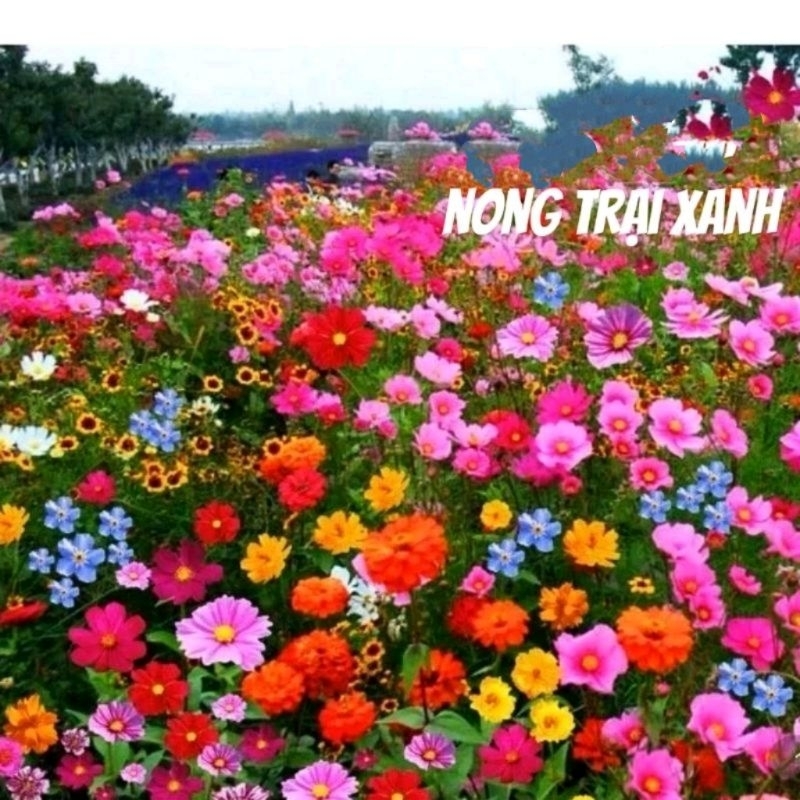 300 hạt giống hoa dại kết hợp 🌈trên 20 loại đẹp, rất dễ trồng