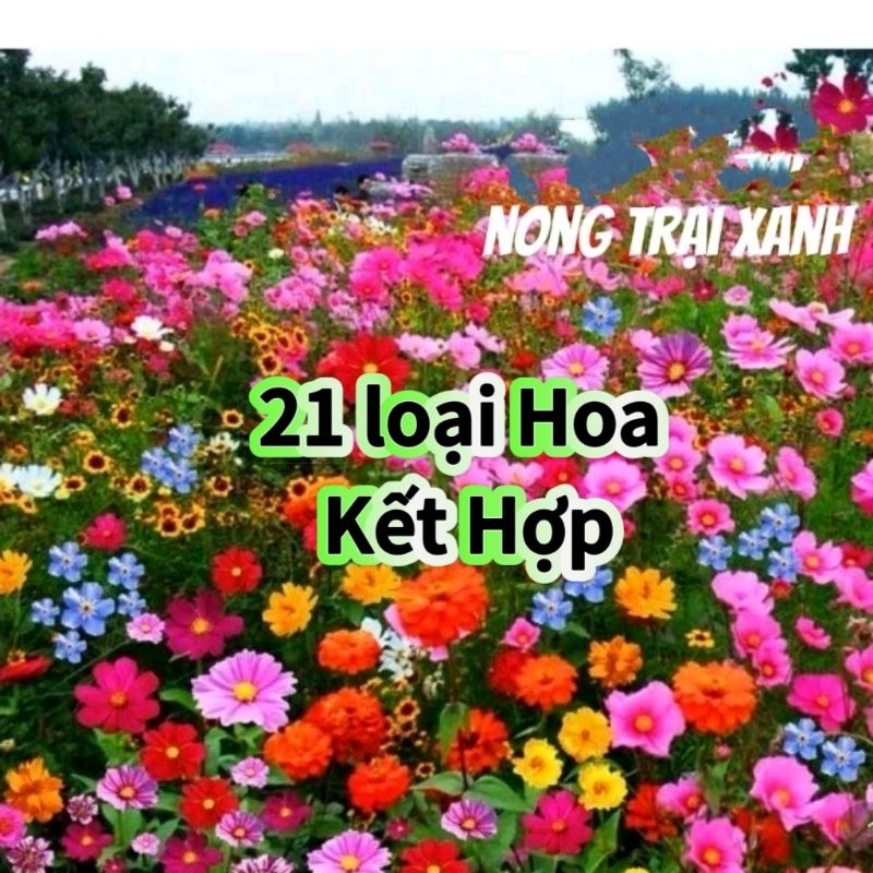 300 hạt giống hoa dại kết hợp 🌈trên 20 loại đẹp, rất dễ trồng