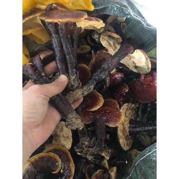 nấm lim xanh 500g -1kg ( loại khô).
