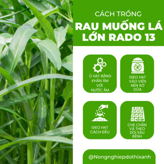Hạt giống Rau Muống Lá Lớn Rado 13 (50gram~1200 hạt) nảy mầm tốt, kháng sâu bệnh, trồng quanh năm
