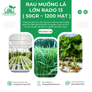 Hạt giống Rau Muống Lá Lớn Rado 13 (50gram~1200 hạt) nảy mầm tốt, kháng sâu bệnh, trồng quanh năm