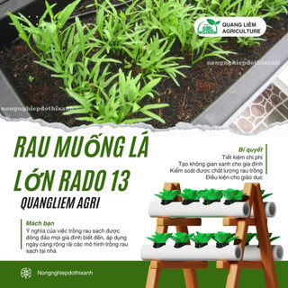 Hạt giống Rau Muống Lá Lớn Rado 13 (50gram~1200 hạt) nảy mầm tốt, kháng sâu bệnh, trồng quanh năm