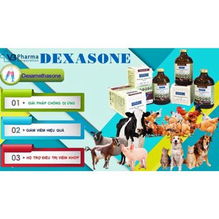 Thuốc thú y DEXASONE chai 100ml VB Pharma chống dị ứng giảm viêm cho vật nuôi chó mèo gia súc giacầm
