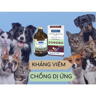 Thuốc thú y DEXASONE chai 100ml VB Pharma chống dị ứng giảm viêm cho vật nuôi chó mèo gia súc giacầm