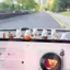 Set 6 mô hình thỏ kèm phụ kiện mini dễ thương trang trí bàn làm việc, tủ sách, quà tặng, tiểu cảnh