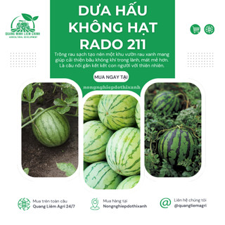 Hạt giống Dưa Hấu Không Hạt Lai F1 211 (5 hạt) trái to, ruột đỏ tươi, ngọt, trồng quanh năm