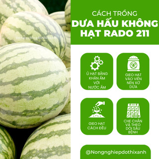 Hạt giống Dưa Hấu Không Hạt Lai F1 211 (5 hạt) trái to, ruột đỏ tươi, ngọt, trồng quanh năm