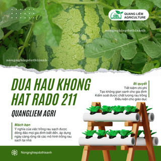 Hạt giống Dưa Hấu Không Hạt Lai F1 211 (5 hạt) trái to, ruột đỏ tươi, ngọt, trồng quanh năm