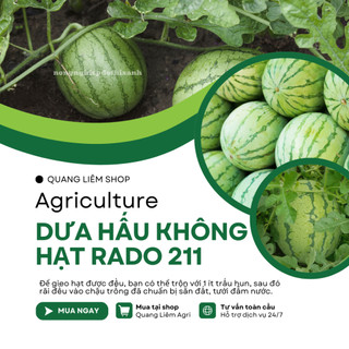Hạt giống Dưa Hấu Không Hạt Lai F1 211 (5 hạt) trái to, ruột đỏ tươi, ngọt, trồng quanh năm