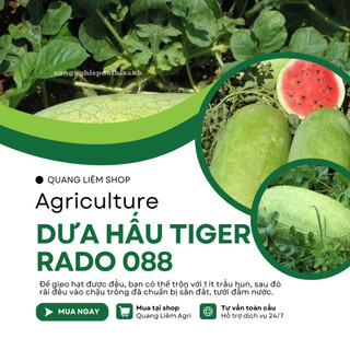 Hạt giống Dưa Hấu Lai F1 Tiger 088 (10 hạt) trái to chắc, nặng 10-12 Kg, ruột đỏ, trồng quanh năm
