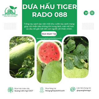 Hạt giống Dưa Hấu Lai F1 Tiger 088 (10 hạt) trái to chắc, nặng 10-12 Kg, ruột đỏ, trồng quanh năm