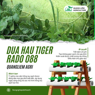 Hạt giống Dưa Hấu Lai F1 Tiger 088 (10 hạt) trái to chắc, nặng 10-12 Kg, ruột đỏ, trồng quanh năm