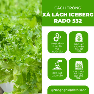 Hạt giống Xà Lách Iceberg Rado 532 (2gram~1000 hạt) nảy mầm tốt, dễ chăm sóc, trồng quanh năm