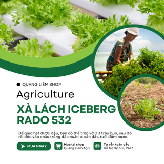 Hạt giống Xà Lách Iceberg Rado 532 (2gram~1000 hạt) nảy mầm tốt, dễ chăm sóc, trồng quanh năm