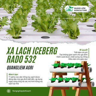 Hạt giống Xà Lách Iceberg Rado 532 (2gram~1000 hạt) nảy mầm tốt, dễ chăm sóc, trồng quanh năm