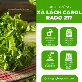 Hạt giống Xà Lách Carol Escarole Furlo 217 (5gram~4500 hạt) dễ chăm sóc, năng suất, trồng quanh năm